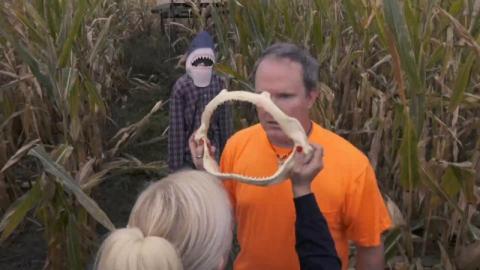 Sharks of the corn | Sharks of the corn | 2021