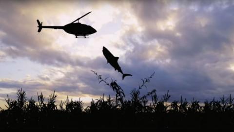 Sharks of the corn | Sharks of the corn | 2021