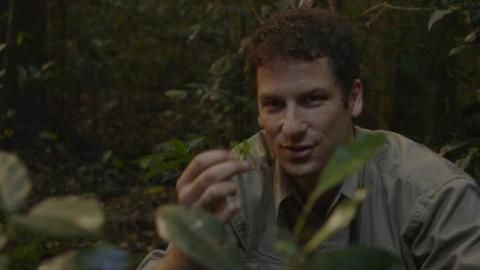 JUNGLE - THE | JUNGLE - THE | 2013