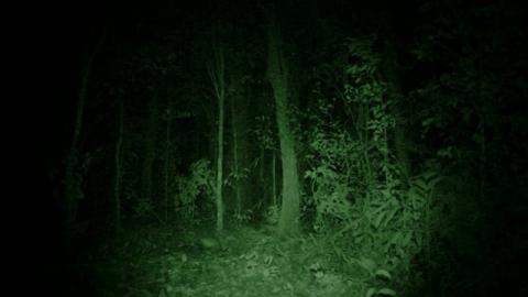 JUNGLE - THE | JUNGLE - THE | 2013