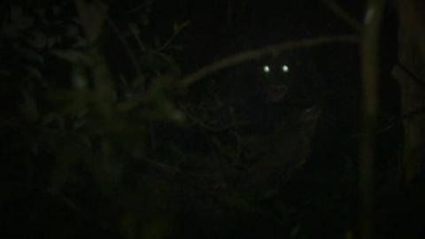 JUNGLE - THE | JUNGLE - THE | 2013