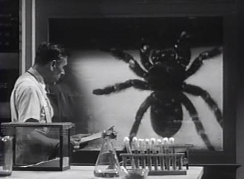 TARANTULA | TARANTULA | 1955