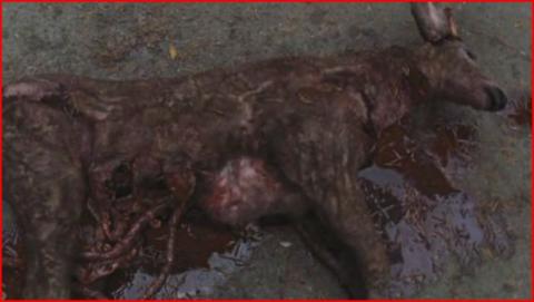 FOREST - THE | BARRENS - THE | 2012