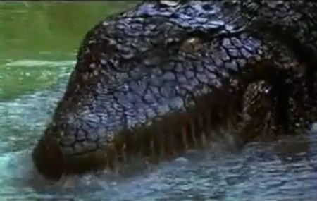KILLER CROCODILE 2 | KILLER CROCODILE 2 | 1990