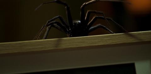 Sting | Sting | 2024