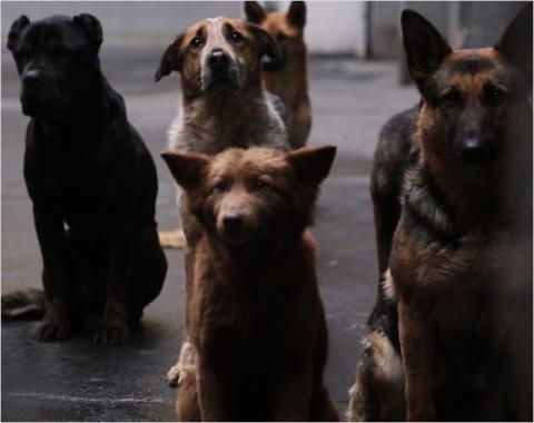 WHITE GOD | WHITE GOD | 2014