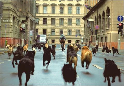 WHITE GOD | WHITE GOD | 2014