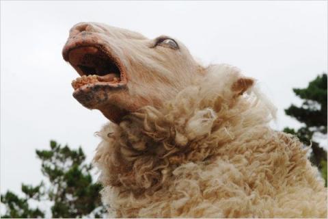 BLACK SHEEP | BLACK SHEEP | 2006