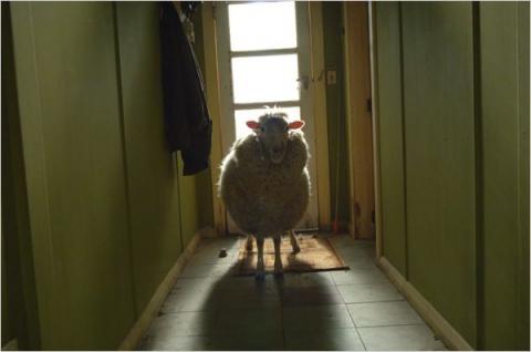 BLACK SHEEP | BLACK SHEEP | 2006