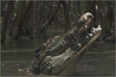 BLACK WATER | BLACK WATER | 2007