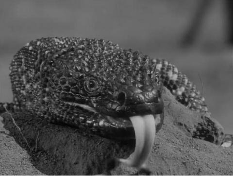 GILA LE MONSTRE GEANT | GIANT GILA MONSTER - THE | 1959