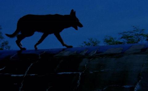 Crocs du diable - les | Perro - el | 1977