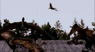 PTERODACTYLES | PTERODACTYL | 2005