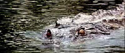 CROCODILE 2 | CROCODILE 2 : DEATH SWAMP | 2001