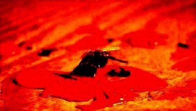 Z MOVIE | Z MOVIE | 2006