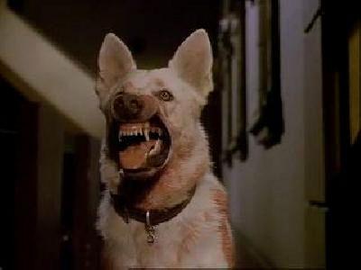 DRESSE POUR TUER | WHITE DOG | 1982