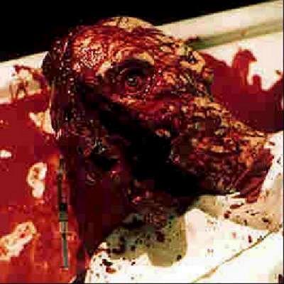 DEAD NEXT DOOR - THE | THE DEAD NEXT DOOR | 1985