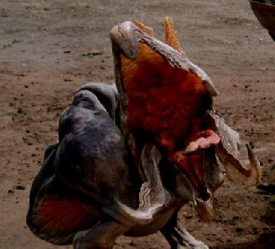 TREMORS 2 : LES DENTS DE LA TERRE | TREMORS 2 : AFTERSHOCKS | 1996