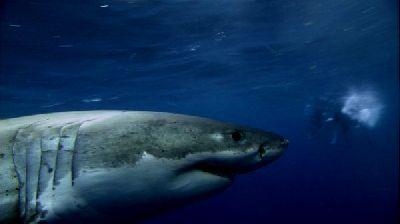 REEF - THE | THE REEF | 2010