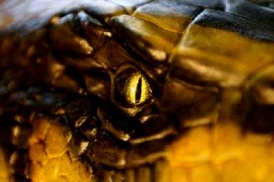 ANACONDAS A LA POURSUITE DE L ORCHIDEE DE SANG | ANACONDAS THE HUNT FOR THE BLOOD ORCHID | 2003