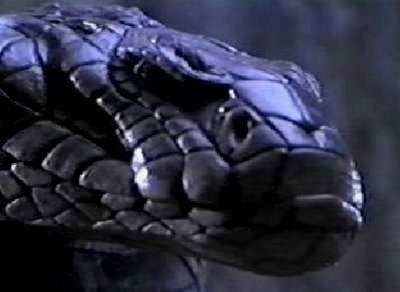 KING COBRA | KING COBRA | 1999