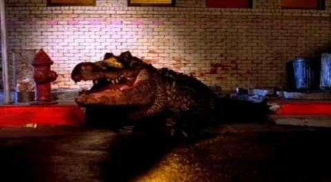 INCROYABLE ALLIGATOR - L | ALLIGATOR | 1980