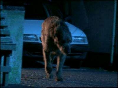 WOLFHOUND | WOLFHOUND | 2002