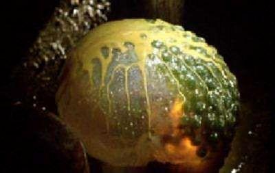 CONTAMINATION | CONTAMINATION – ALIEN ARRIVA SULLA TERRA | 1980