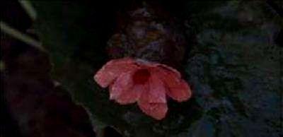 INVASION DES PROFANATEURS - L | INVASION OF THE BODY SNATCHERS | 1978