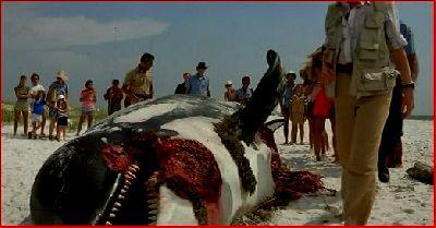 DENTS DE LA MER 2 - LES | JAWS 2 | 1978