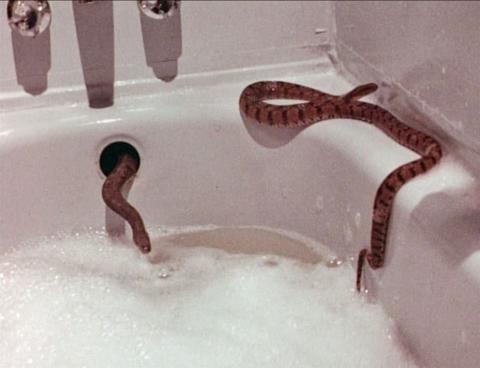Reptiles : les serpents attaquent | Rattlers | 1976