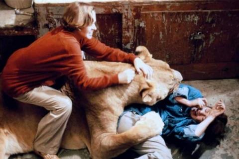 ROAR | ROAR | 1981