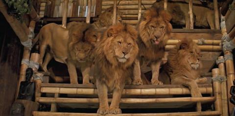 ROAR | ROAR | 1981