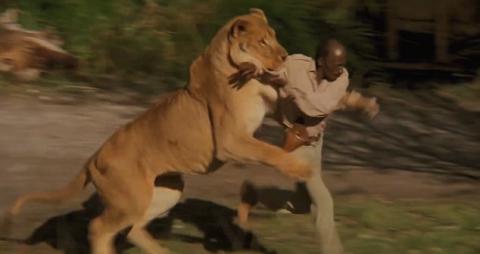 ROAR | ROAR | 1981
