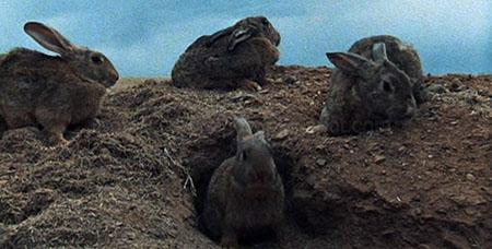 RONGEURS DE L'APOCALYPSE - LES | NIGHT OF THE LEPUS | 1972