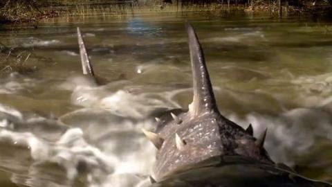SHARKTOPUS VS PTERACUDA | SHARKTOPUS VS PTERACUDA | 2014