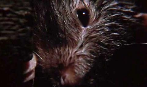 Terreur a domicile | Of unknown origin | 1983