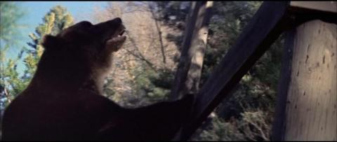 GRIZZLY LE MONSTRE DE LA FORET | GRIZZLY | 1976