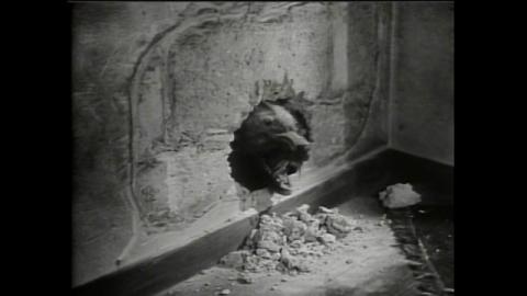 MUSARAIGNES TUEUSES - LES | KILLER SHREWS - THE | 1959