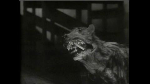 MUSARAIGNES TUEUSES - LES | KILLER SHREWS - THE | 1959