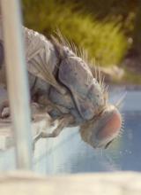 Sortie ciné : Mandibules