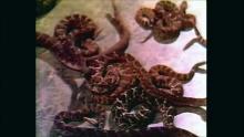 Embedded thumbnail for Reptiles : les serpents attaquent | Rattlers | 1976